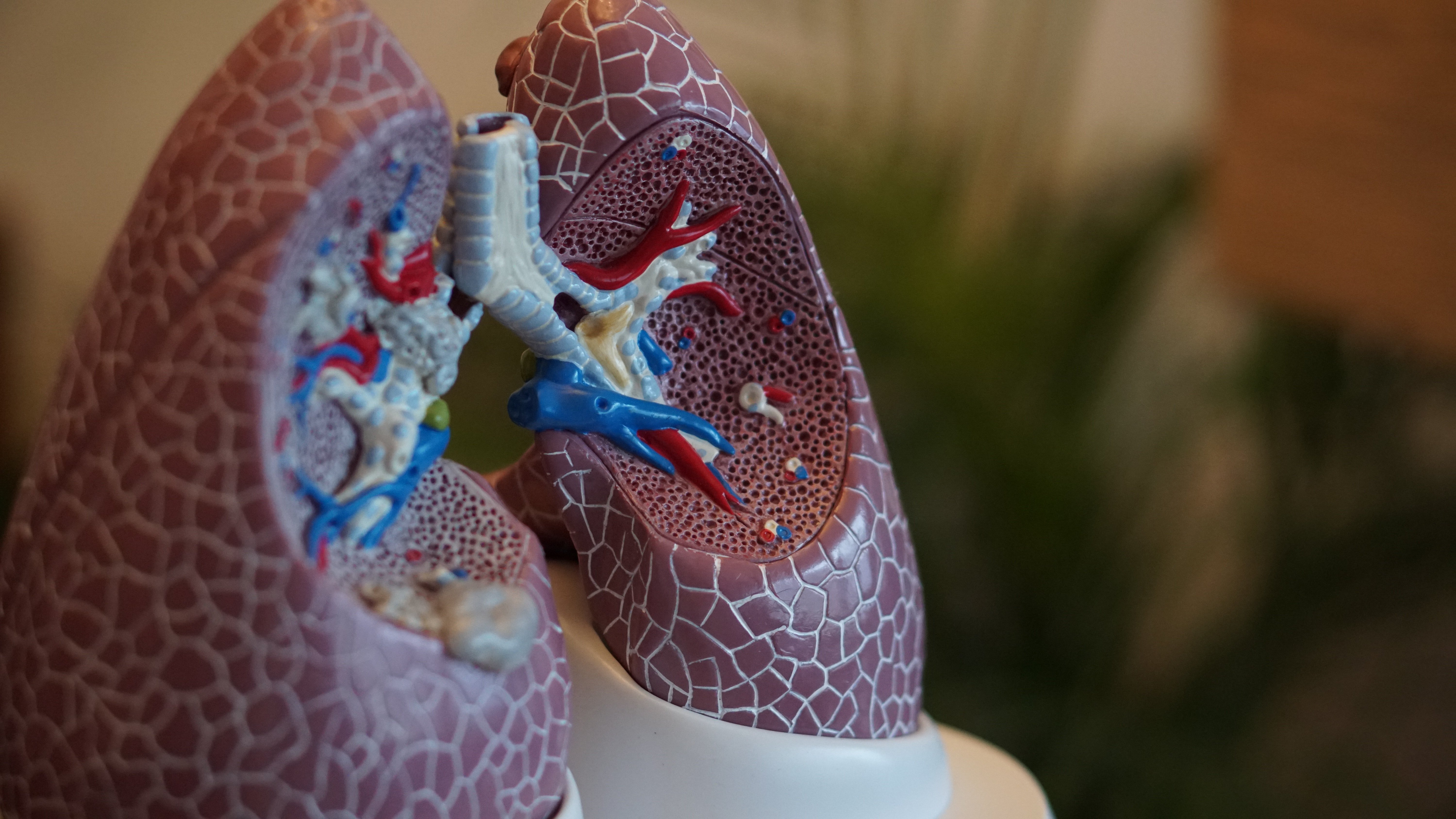 1. Organ of the week: The lungs.